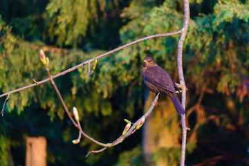 Blackbird (Turdus merula) male perched on a branch, taken in the UK