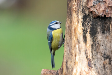 Blaumeise (Cyanistes caeruleu)