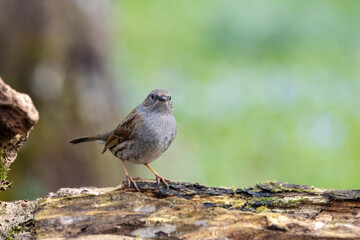 Heckenbraunelle (Prunella modularis)