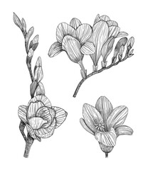  Freesia. Collection of floral elements. Hand-drawn. Graphics. Engraving