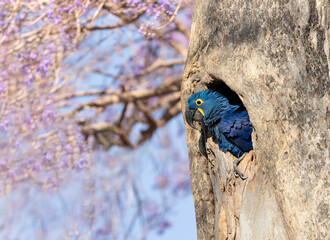 Hyacinth macaw perched in a tree hole in spring