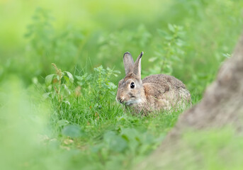 Cute rabbit sitting in green grass
