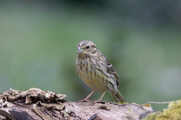 Goldammer (Emberiza citrinella)