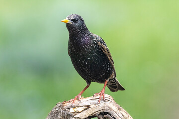 Star (Sturnus vukgaris)