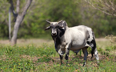 Naklejka na ściany i meble Close up of a Nelore bull on Brazilian farm