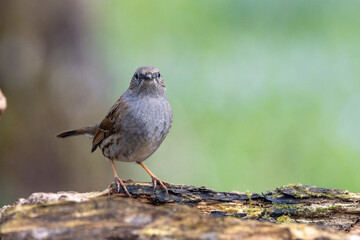 Heckenbraunelle (Prunella modularis)