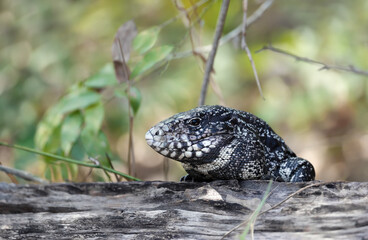 Close up of a Black and White Tegu