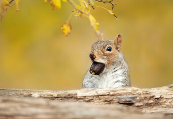 Cute grey squirrel with an acorn in autumn