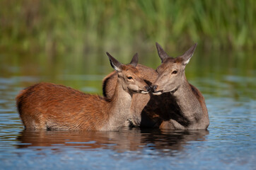 Close-up of a mama deer with her calf standing in water