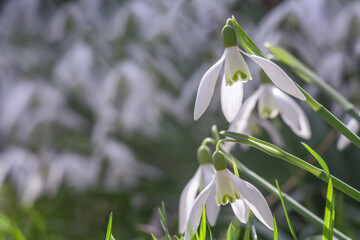 Beautiful flowers of white snowdrops bloom in spring