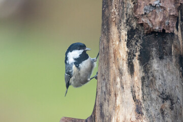 Tannenmeise (Periparus ater)
