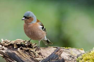 Buchfink (Fringilla coelebs)