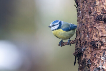 Blaumeise (Cyanistes caeruleu)