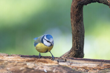 Blaumeise (Cyanistes caeruleu)