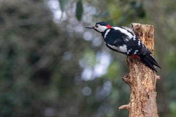 Buntspecht (Dendrocopos major)