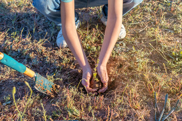 Fototapeta premium Planting A Small Tree. Earth Day Eco Concept. Save The Planet