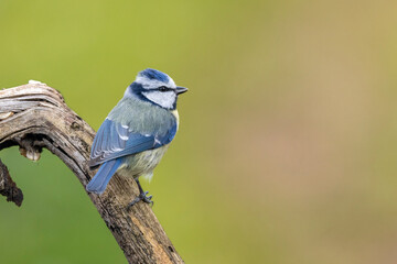 Blaumeise (Cyanistes caeruleu)