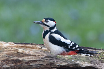 Buntspecht (Dendrocopos major)
