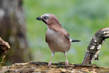 Eichelhäher (Garrulus glandarius)