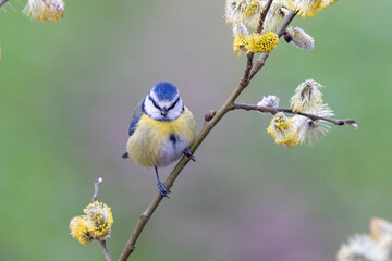 Blaumeise (Cyanistes caeruleu)