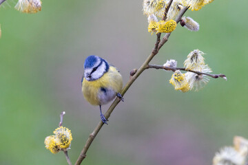 Blaumeise (Cyanistes caeruleu)