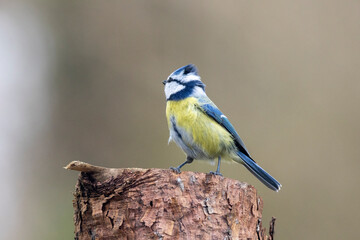 Blaumeise (Cyanistes caeruleu)