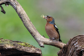 Buchfink (Fringilla coelebs)