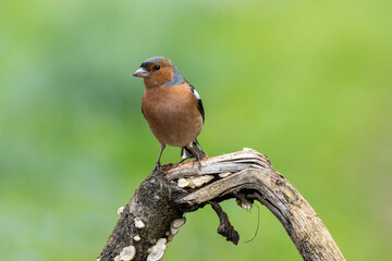 Buchfink (Fringilla coelebs)