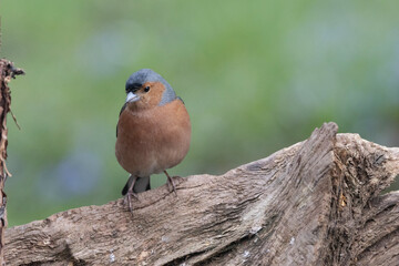 Buchfink (Fringilla coelebs)