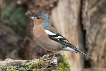 Buchfink (Fringilla coelebs) 