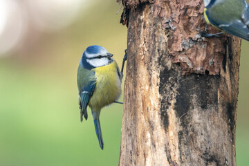 Blaumeise (Cyanistes caeruleu)