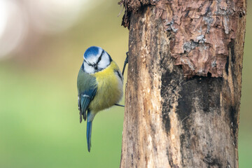 Blaumeise (Cyanistes caeruleu)