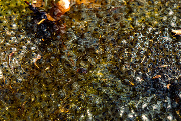 Newly laid frog eggs from European common brown frog, Rana temporaria, in a frog pond in Sibiu, Romania