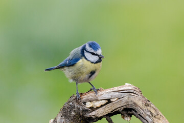 Blaumeise (Cyanistes caeruleu)