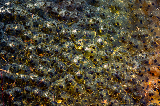 Newly laid frog eggs from European common brown frog, Rana temporaria, in a frog pond in Sibiu, Romania