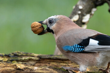 Eichelhäher (Garrulus glandarius)