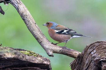 Buchfink (Fringilla coelebs)