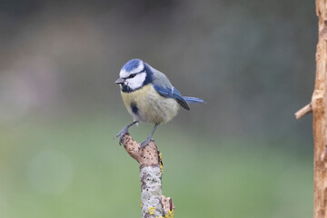 Blaumeise (Cyanistes caeruleu)