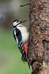 Buntspecht (Dendrocopos major)