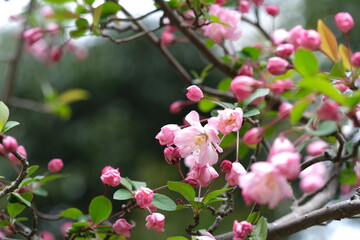 Fototapeta na wymiar 桜に似た可愛いピンクの花が咲く