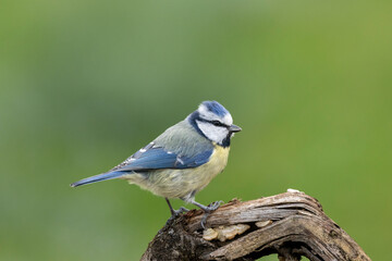 Blaumeise (Cyanistes caeruleu)