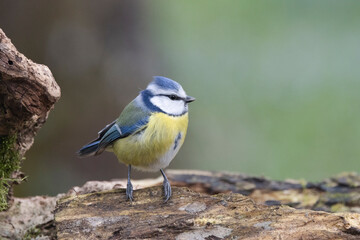 Blaumeise (Cyanistes caeruleu)