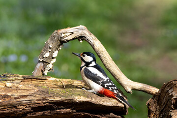 Buntspecht (Dendrocopos major)