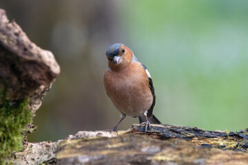 Buchfink (Fringilla coelebs)