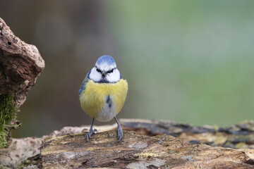 Blaumeise (Cyanistes caeruleu)
