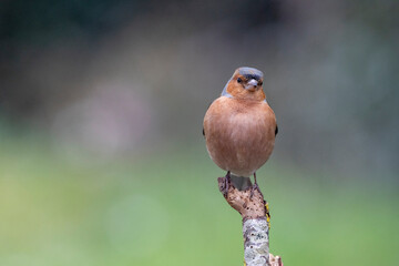 Buchfink (Fringilla coelebs)
