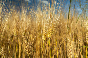 Close-up of triticale ears and blue sky
