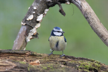 Blaumeise (Cyanistes caeruleu)