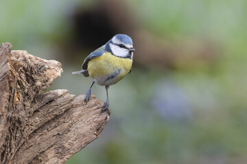 Blaumeise (Cyanistes caeruleu)