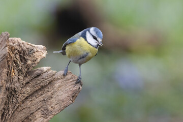Blaumeise (Cyanistes caeruleu)